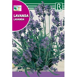 Semilla lavanda