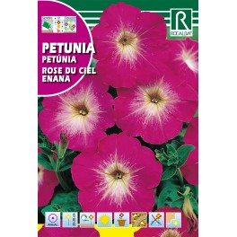 Semilla petunia rose du ciel enana