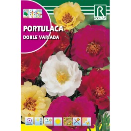 Semilla portulaca doble variada