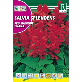 Semilla salvia splendens feu magique enana