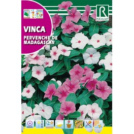 Semilla vinca pervenche de madagascar