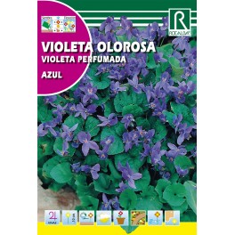 Semilla violeta olorosa azul