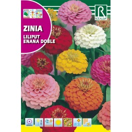 Semilla zinia lilipult enana doble