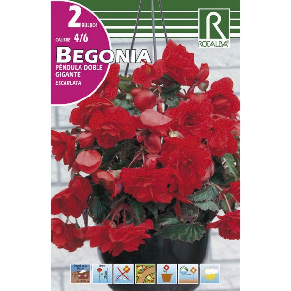 Bulbo de Begonia péndula doble gigante escarlata (cajetín 50 unidades) -  GardenProfesional