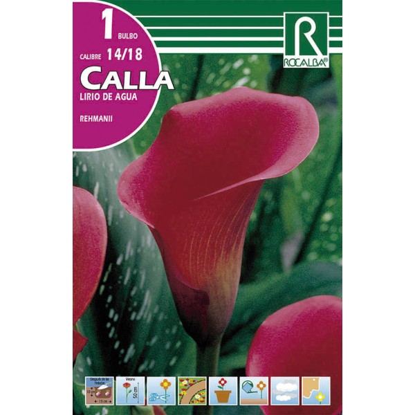 Bulbo de calla lirio de agua rehmanii (cajetín 25 unidades) -  GardenProfesional