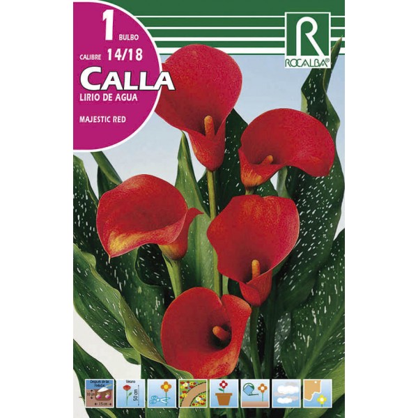 Bulbo de calla lirio de agua majestic red (bolsa litografiada 1 unidad) -  GardenProfesional