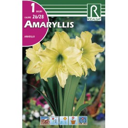 Bulbo de amaryllis amarillo (bolsa litografiada 1 unidad) -  GardenProfesional