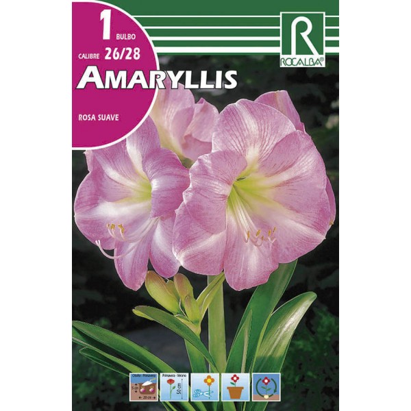 Bulbo de amaryllis rosa suave (bolsa litografiada 1 unidad) -  GardenProfesional