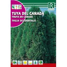 Semilla tuya de Canadá