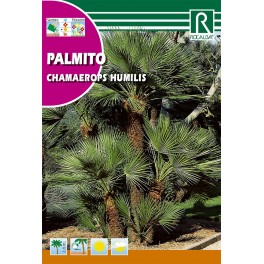 Semilla palmito chamaerops humilis