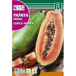 Semilla papaya carica papaya