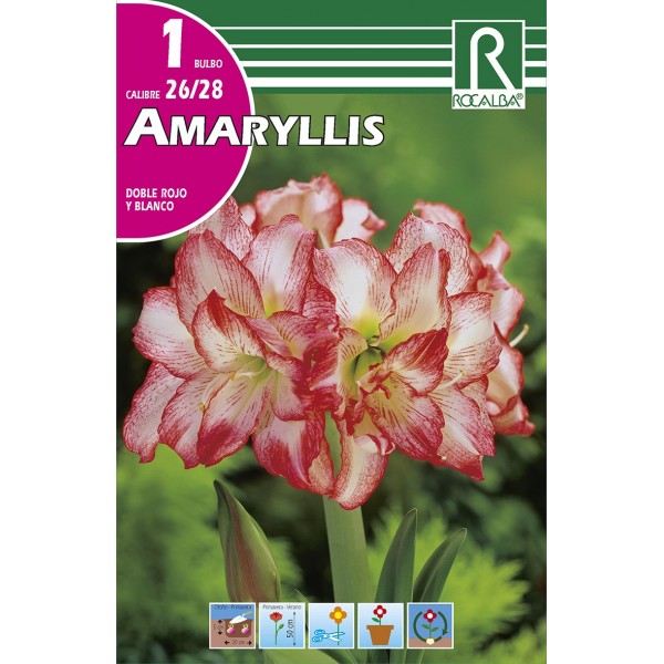 Bulbo de amaryllis doble rojo y blanco (cajetín 15 unidades) -  GardenProfesional