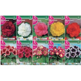 Bulbo Begonias y Gloxinias cofre tipo BX