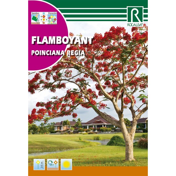 Semilla flamboyant poinciana regia - GardenProfesional