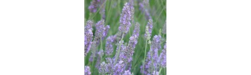 Lavanda